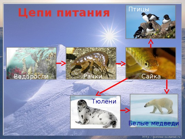 Птицы  Цепи питания Сайка Водоросли Рачки Тюлени Белые медведи 