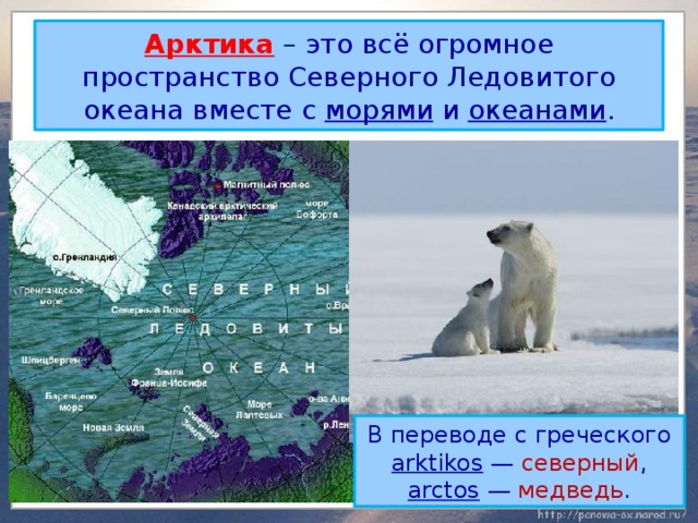 Арктика  – это всё огромное пространство Северного Ледовитого океана вместе с морями и океанами . В переводе с греческого arktikos  — северный , аrctos  — медведь . 