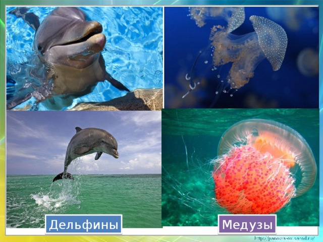Дельфины Медузы 