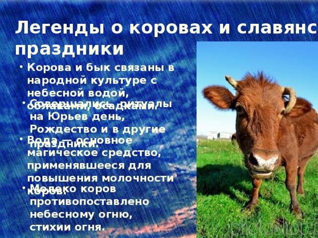 Корова доклад 3 класс окружающий мир. Сообщение о корове. Легенда о корове. Рассказ о корове. Корова мифы.