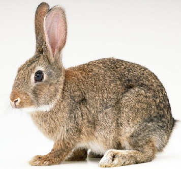 Картинки по запросу "дикие животные для детей заяц"
