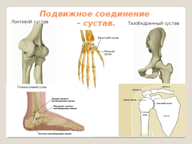 Кости соединяются с помощью суставов