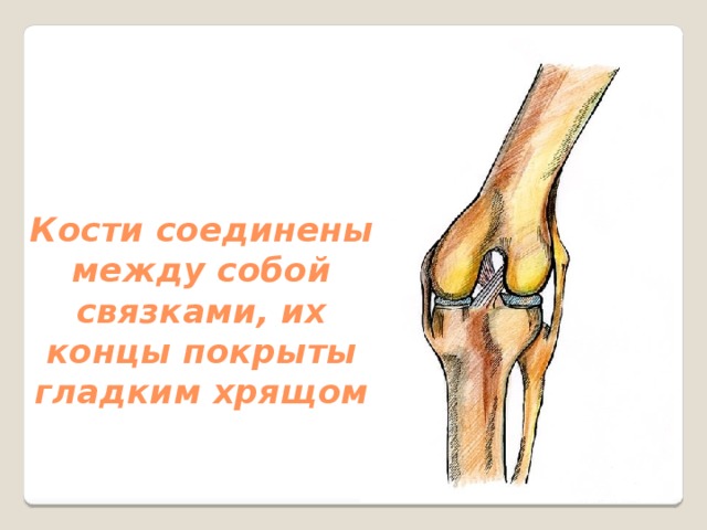 Кость между. Между собой кости соединены. Как кости соединяются между собой. Кости в суставе скреплены. Скрепленные между собой кости.