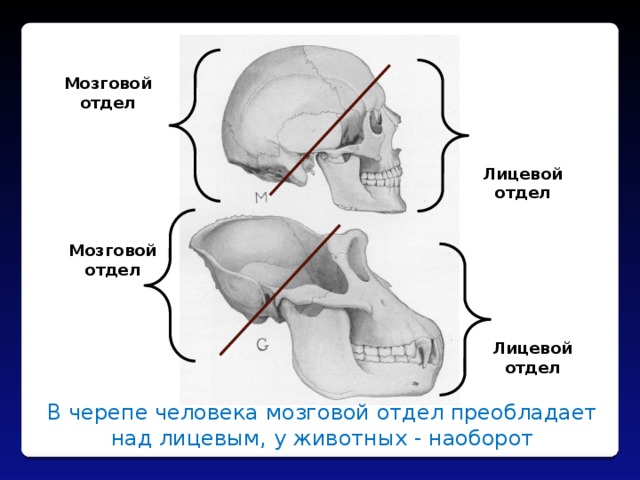 Мозговой отдел Лицевой отдел Мозговой отдел Лицевой отдел В черепе человека мозговой отдел преобладает над лицевым, у животных - наоборот 