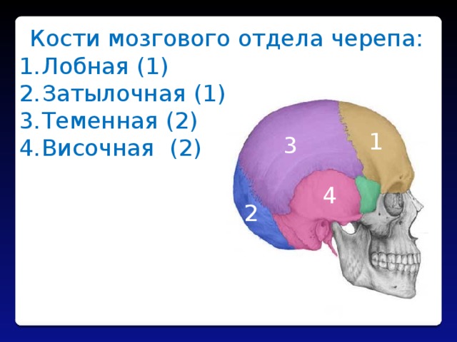 Кости мозгового отдела черепа: Лобная (1) Затылочная (1) Теменная (2) Височная (2) 1 3 4 2 