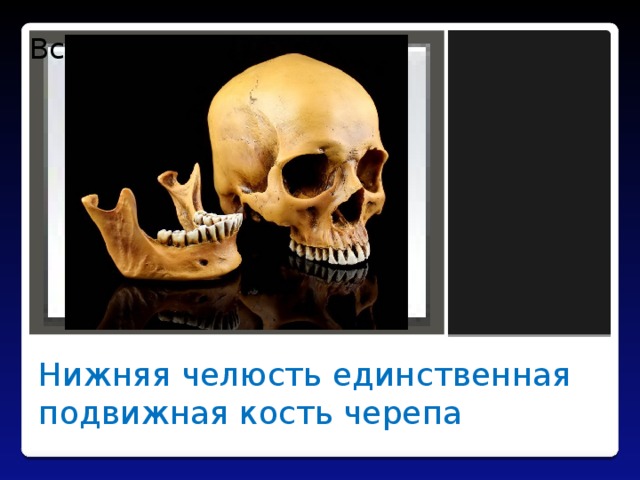 Вставка рисунка Нижняя челюсть единственная подвижная кость черепа 