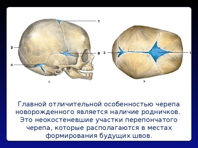 Главной отличительной особенностью черепа новорожденного является наличие родничков. Это неокостеневшие участки перепончатого черепа, которые располагаются в местах формирования будущих швов. 