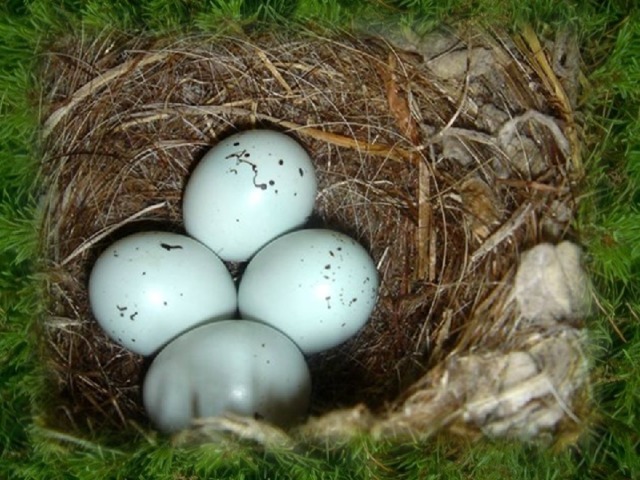 Пропадает яичко. Птица Ласточка гнездо с яйцами. Ласточкино яйцо. Яйца ласточки. Яйца ласточки в гнезде.