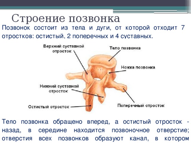 Строение позвонка Позвонок состоит из тела и дуги, от которой отходит 7 отростков: остистый, 2 поперечных и 4 суставных. Тело позвонка обращено вперед, а остистый отросток - назад, в середине находится позвоночное отверстие; отверстия всех позвонков образуют канал, в котором находится спинной мозг. 
