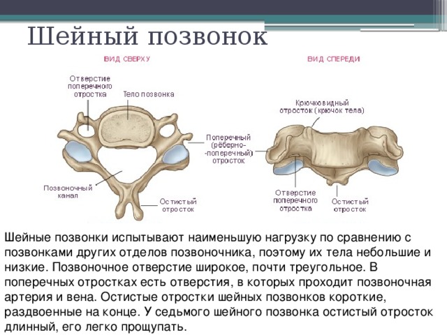 Шейный позвонок Шейные позвонки испытывают наименьшую нагрузку по сравнению с позвонками других отделов позвоночника, поэтому их тела небольшие и низкие. Позвоночное отверстие широкое, почти треугольное. В поперечных отростках есть отверстия, в которых проходит позвоночная артерия и вена. Остистые отростки шейных позвонков короткие, раздвоенные на конце. У седьмого шейного позвонка остистый отросток длинный, его легко прощупать. 