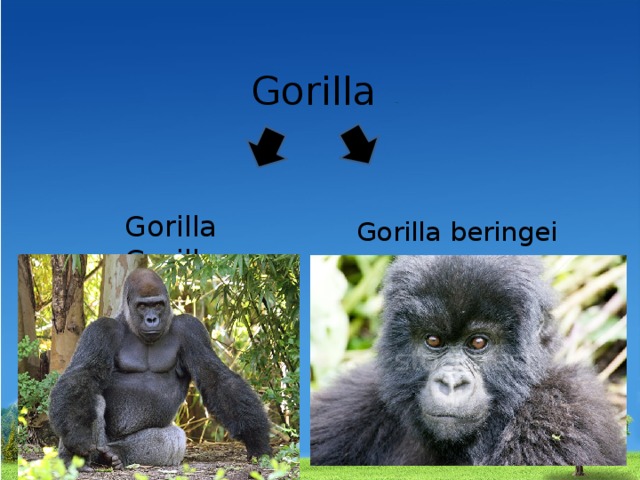 Gorilla  Gorilla beringei Gorilla Gorilla 
