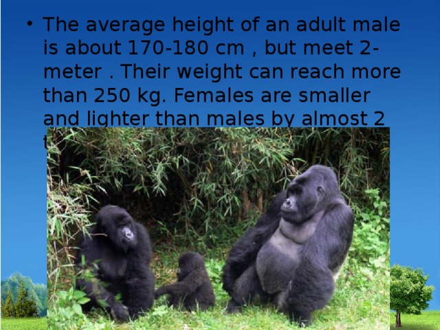 The average height of an adult male is about 170-180 cm , but meet 2-meter . Their weight can reach more than 250 kg. Females are smaller and lighter than males by almost 2 times. 
