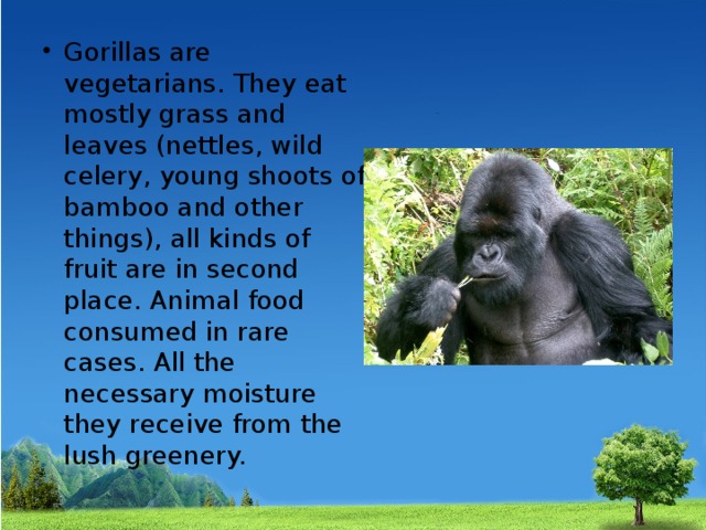 Gorillas are vegetarians. They eat mostly grass and leaves (nettles, wild celery, young shoots of bamboo and other things), all kinds of fruit are in second place. Animal food consumed in rare cases. All the necessary moisture they receive from the lush greenery. 