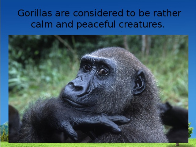 Gorillas are considered to be rather calm and peaceful creatures. 