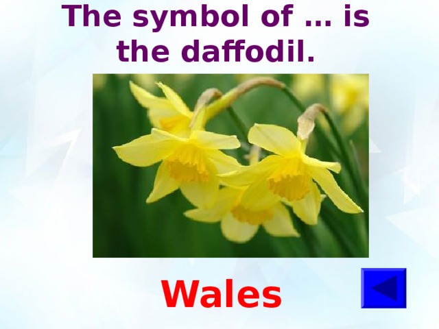 The symbol of … is the daffodil . Wales 