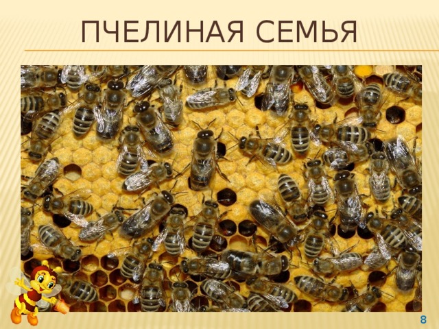 Презентация "Тайный мир пчёл"