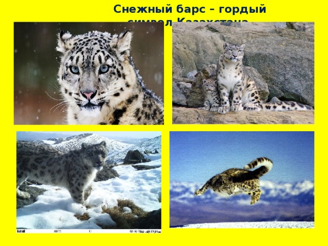 Снежный барс – гордый символ Казахстана 