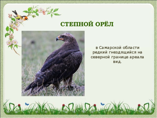 СТЕПНОЙ ОРЁЛ в Самарской области редкий гнездящийся на северной границе ареала вид. 
