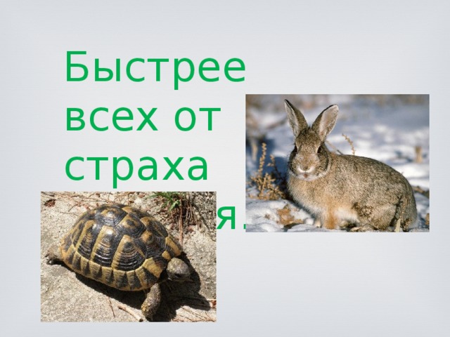 Быстрее всех от страха Несётся… 