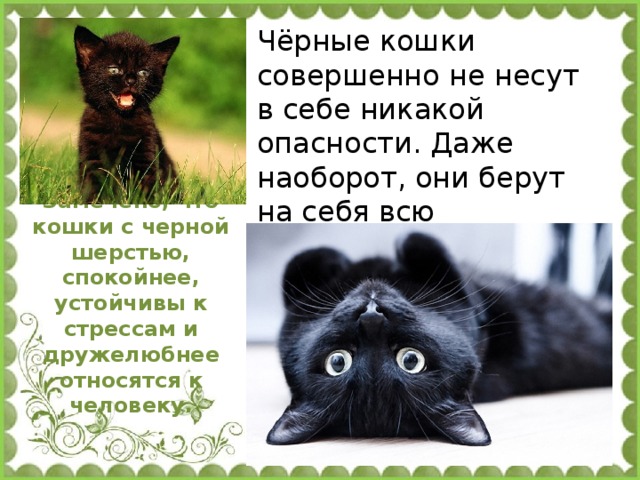 Чёрные кошки совершенно не несут в себе никакой опасности. Даже наоборот, они берут на себя всю негативную энергию, защищая своего хозяина. Замечено, что кошки с черной шерстью, спокойнее, устойчивы к стрессам и дружелюбнее относятся к человеку.