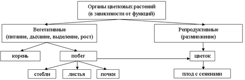 Общая Характеристика Покрытосеменных Растений.