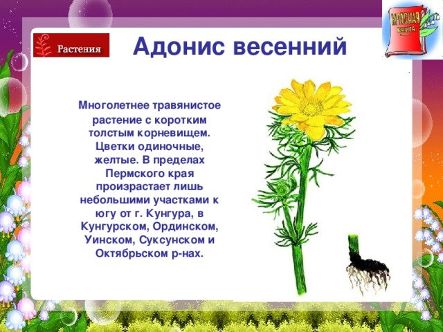 Адонис весенний   Многолетнее травянистое растение с коротким толстым корневищем. Цветки одиночные, желтые. В пределах Пермского края произрастает лишь небольшими участками к югу от г. Кунгура, в Кунгурском, Ординском, Уинском, Суксунском и Октябрьском р-нах. 