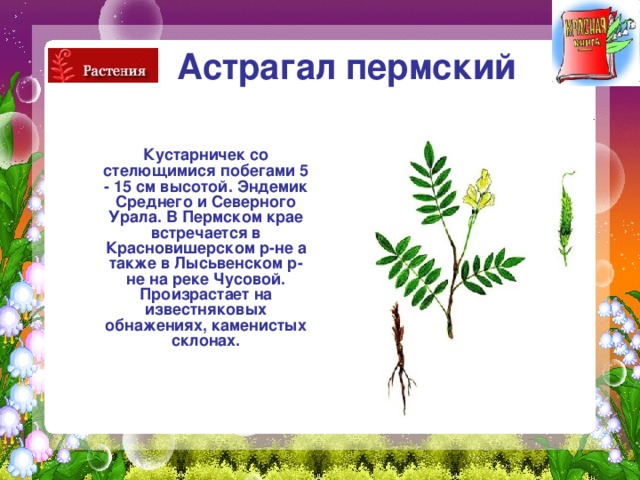 Астрагал пермский   Кустарничек со стелющимися побегами 5 - 15 см высотой. Эндемик Среднего и Северного Урала. В Пермском крае встречается в Красновишерском р-не а также в Лысьвенском р-не на реке Чусовой. Произрастает на известняковых обнажениях, каменистых склонах. 