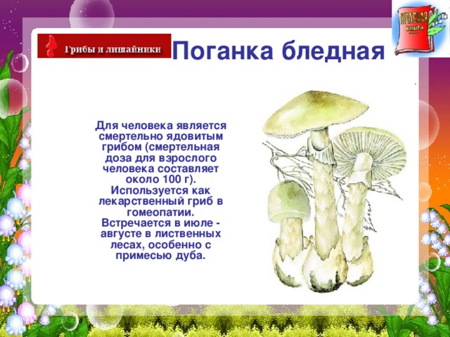 Поганка бледная   Для человека является смертельно ядовитым грибом (смертельная доза для взрослого человека составляет около 100 г). Используется как лекарственный гриб в гомеопатии. Встречается в июле - августе в лиственных лесах, особенно с примесью дуба. 