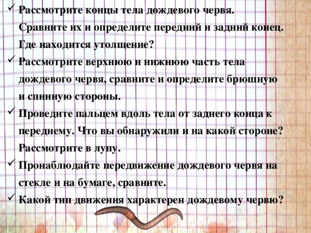 Рассмотрите концы тела дождевого червя. Сравните их и определите передний и задний конец. Где находится утолщение? Рассмотрите верхнюю и нижнюю часть тела дождевого червя, сравните и определите брюшную и спинную стороны. Проведите пальцем вдоль тела от заднего конца к переднему. Что вы обнаружили и на какой стороне? Рассмотрите в лупу. Пронаблюдайте передвижение дождевого червя на стекле и на бумаге, сравните. Какой тип движения характерен дождевому червю? 