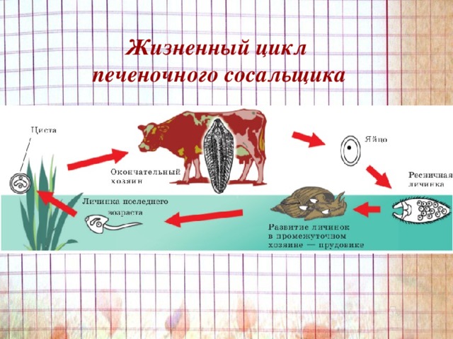 Жизненный цикл печеночного сосальщика 