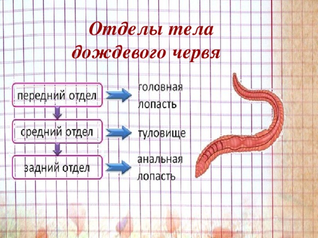 Отделы тела дождевого червя 