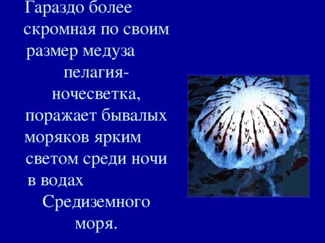 Гараздо более скромная по своим размер медуза пелагия-ночесветка, поражает бывалых моряков ярким светом среди ночи в водах Средиземного моря. 