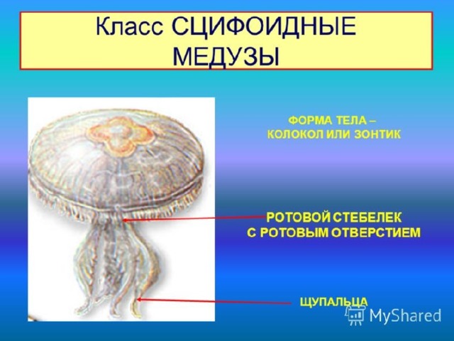 7 класс кишечнополостные презентация