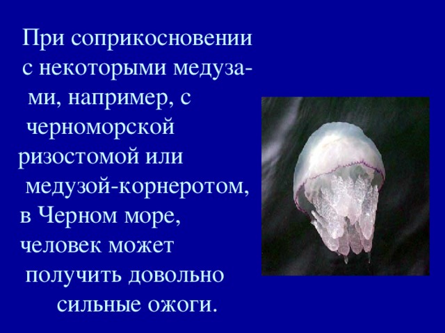 При соприкосновении с некоторыми медуза-ми, например, с черноморской ризостомой или медузой-корнеротом, в Черном море, человек может получить довольно сильные ожоги. 