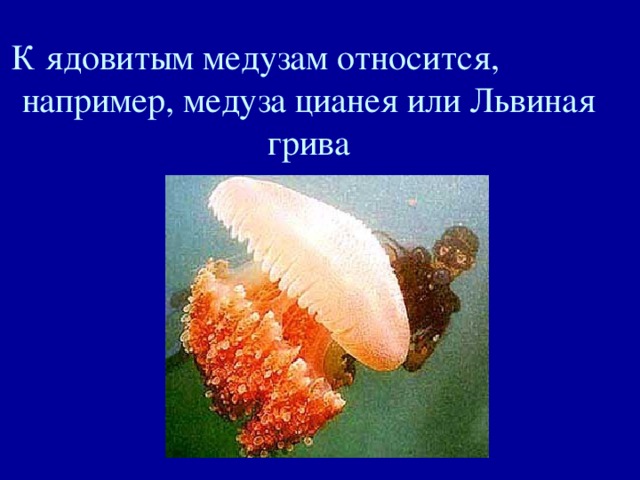 К ядовитым медузам относится, например, медуза цианея или Львиная грива 