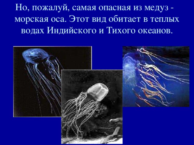 Но, пожалуй, самая опасная из медуз - морская оса. Этот вид обитает в теплых водах Индийского и Тихого океанов. 