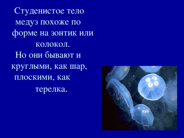 Студенистое тело медуз похоже по форме на зонтик или колокол.  Но они бывают и круглыми, как шар, плоскими, как терелка .   