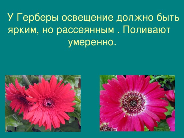 Антуриуму свет нужен яркий свет, но рассеянный, прямые лучи нужно исключить. Поливают Антуриум через пару дней после того, как верхний слой в горшке подсохнет, а зимой почва в горшке между поливами должна просыхать на половину высоты. 