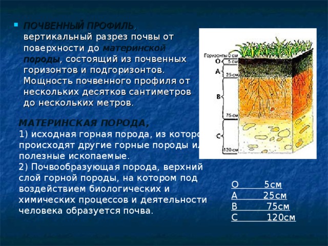 1 слой почвы