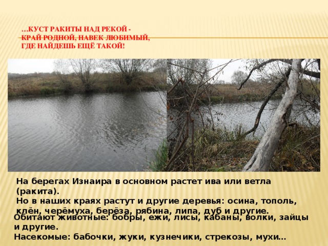  … Куст ракиты над рекой -  Край родной, навек любимый,  Где найдешь ещё такой!   На берегах Изнаира в основном растет ива или ветла (ракита). Но в наших краях растут и другие деревья: осина, тополь, клён, черёмуха, берёза, рябина, липа, дуб и другие. Обитают животные: бобры, ежи, лисы, кабаны, волки, зайцы и другие. Насекомые: бабочки, жуки, кузнечики, стрекозы, мухи… 