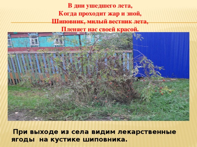 В дни ушедшего лета,  Когда проходит жар и зной,  Шиповник, милый вестник лета,  Пленяет нас своей красой.  При выходе из села видим лекарственные ягоды на кустике шиповника. 