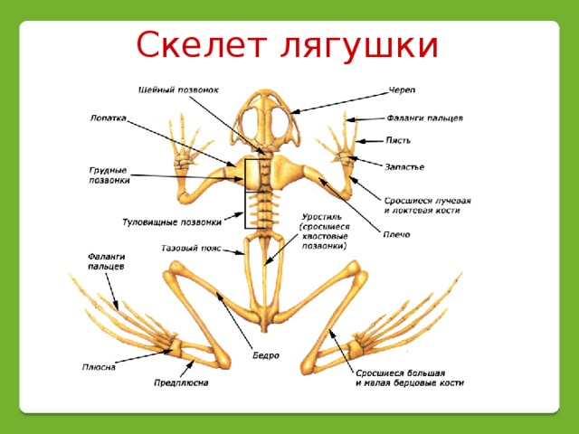 Скелет лягушки 