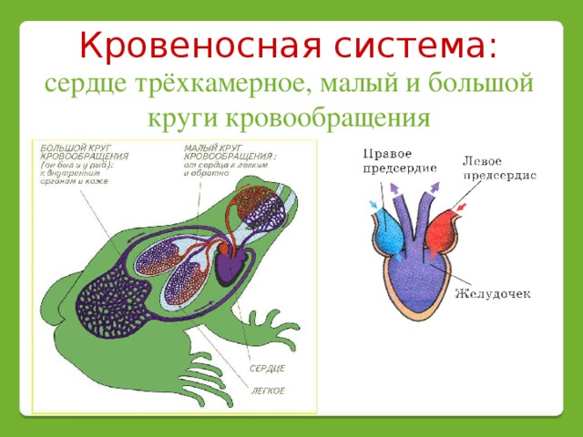 У пресмыкающихся трехкамерное сердце без перегородки. Земноводные строение кровеносной системы. Схема строения кровеносной системы земноводных. Кровеносная система система лягушки. Кровеносная система земноводных рисунок.
