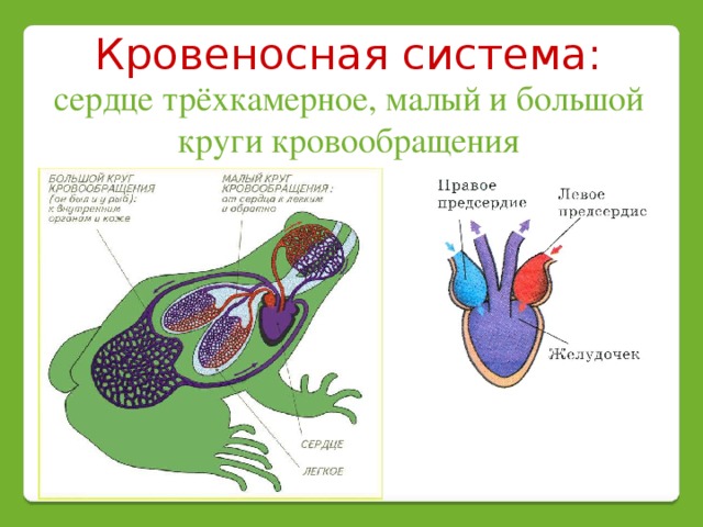 Кровеносная система земноводных состоит из