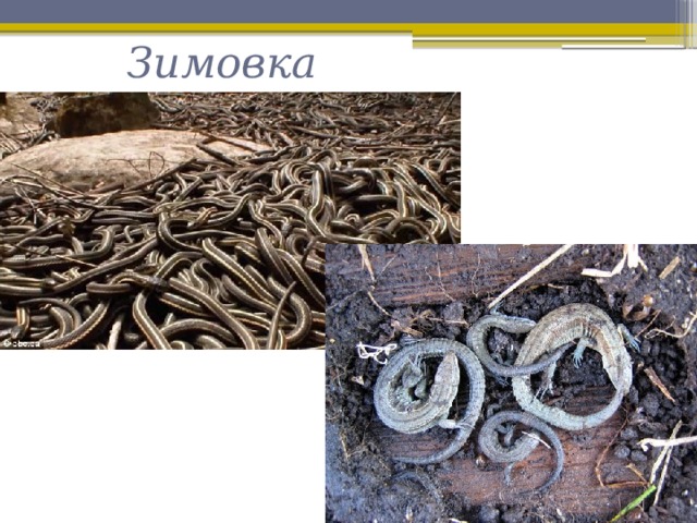 Змеи после спячки. Змеи в спячке. Зимовка змей в природе. Зимовка змей в природе в России. Ящерица зимует.