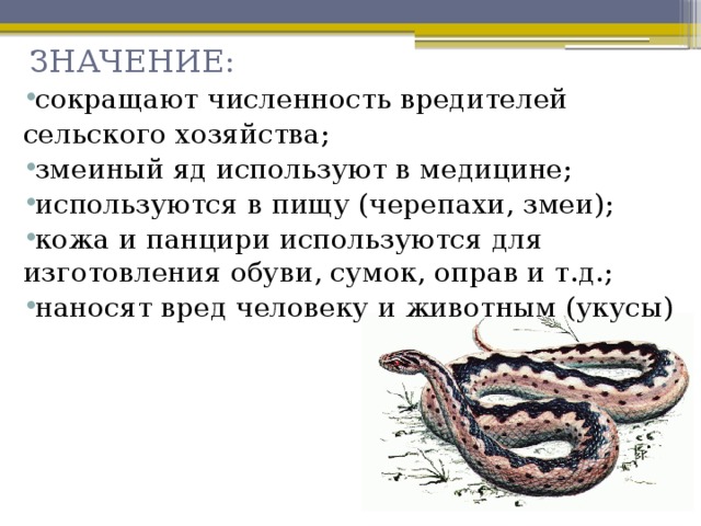 Слово змея обозначает. Особенности змей. Особенности строения змеи. Внешнее строениетзмей. Внешнее строение змеи.