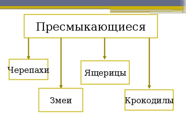 Строение образ жизни