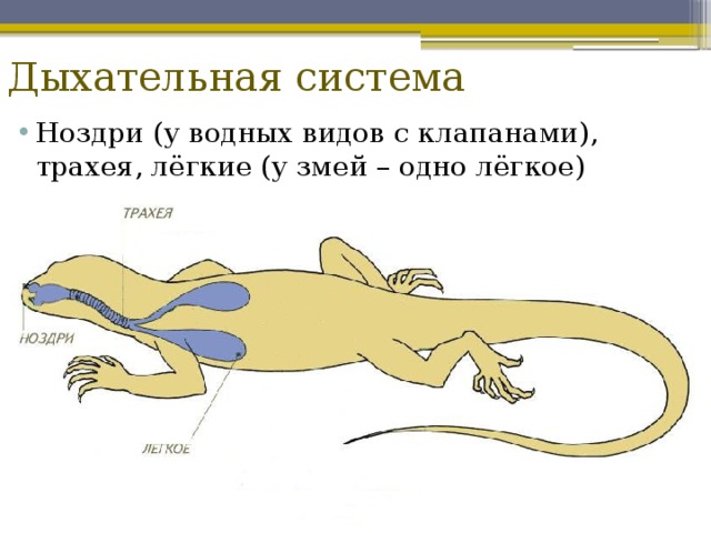 Дыхательная система Ноздри (у водных видов с клапанами), трахея, лёгкие (у змей – одно лёгкое) 