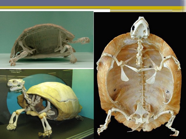 Класс пресмыкающиеся грудная клетка. Пресмыкающиеся скелет черепахи. Скелет варана. Череп рептилий. Чешуйчатые черепахи скелет.