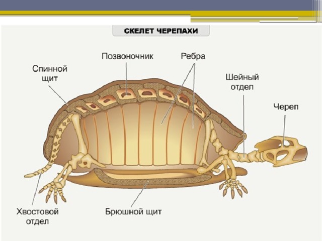 Черепахи — Википедия